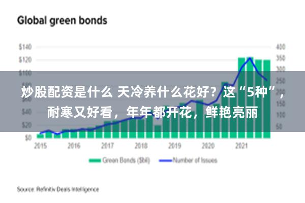 炒股配资是什么 天冷养什么花好？这“5种”，耐寒又好看，年年都开花，鲜艳亮丽