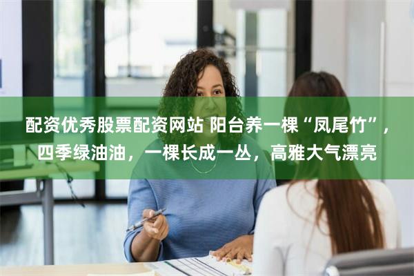 配资优秀股票配资网站 阳台养一棵“凤尾竹”，四季绿油油，一棵